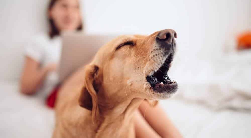 Dogs Barking at Night Tan dog howling with human on computer in background