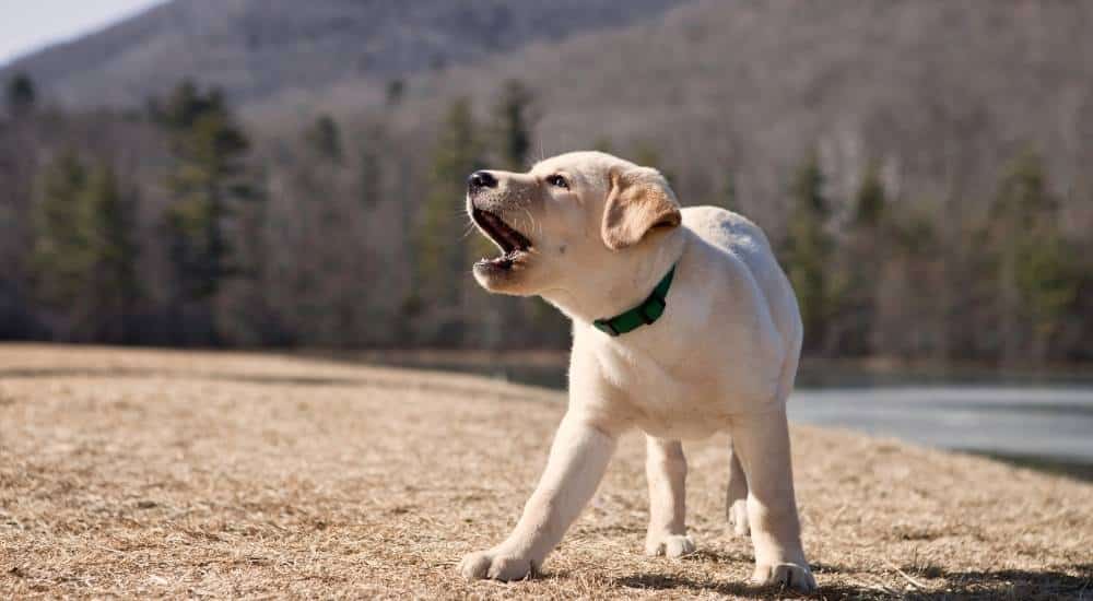 Should You Consider a Bark Collar? Small puppy barking outside with collar on
