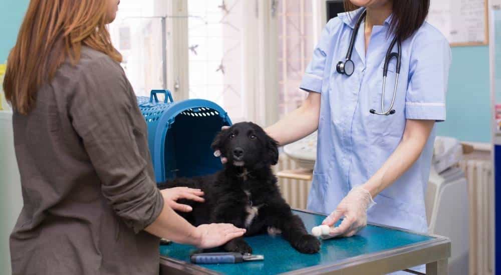 A Trip to the Vet May Be Necessary Black puppy on veterinarians table with two people discussing