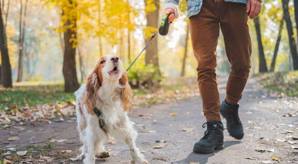 How to Control Your Dog's Barking Tan and white dog barking on walk