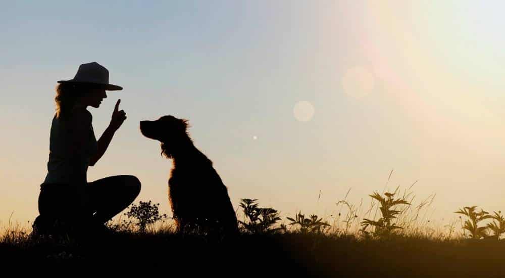 Teach Your Dog To Be Quiet Shadow of dog and owner outside sunset