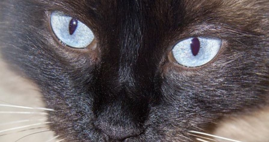 Blue Eyed Cat Blue Eyed Cat close up