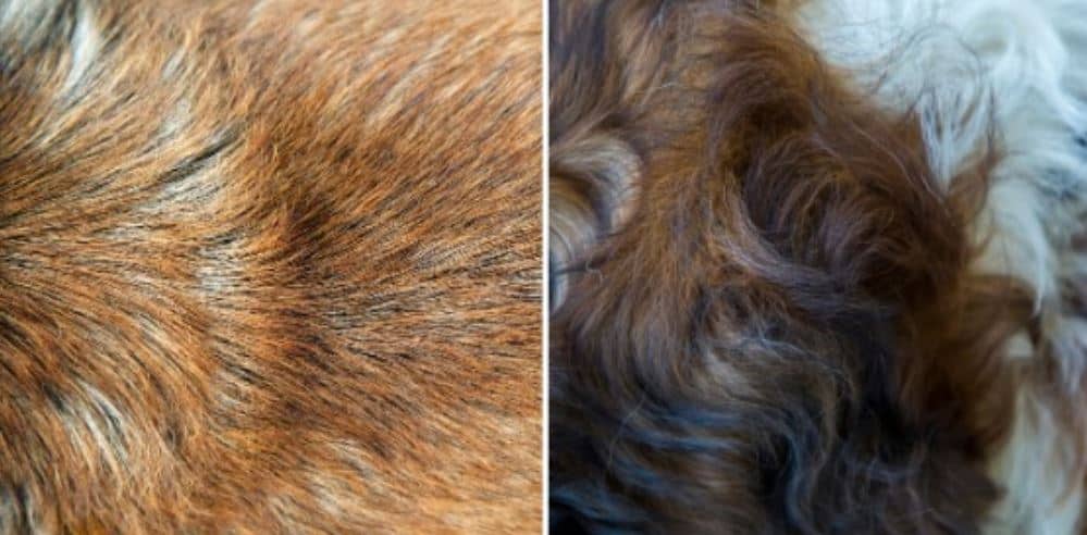 Dog Hair and Fur Difference between Dog hair and dog fur