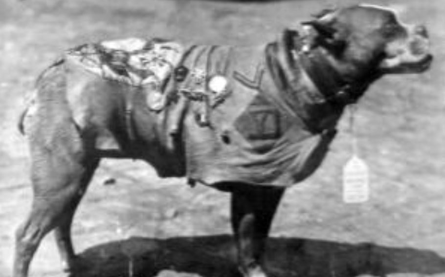 Sgt. Stubby Sgt. Stubby worked in WWII