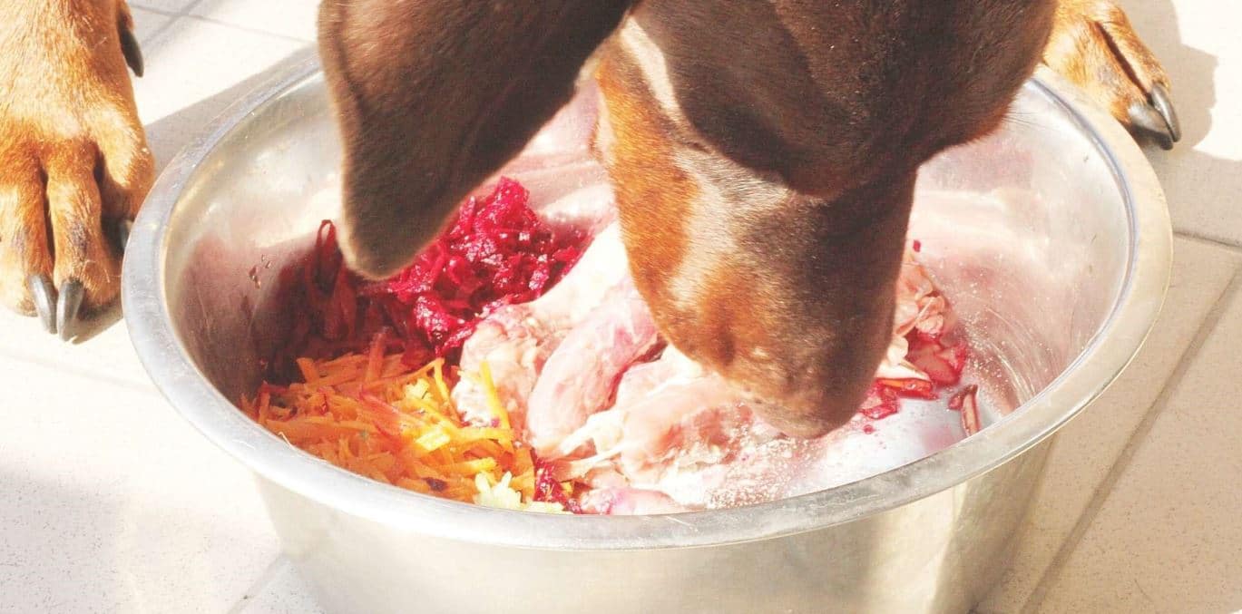Feeding Bowl Dog feeding in a bowl