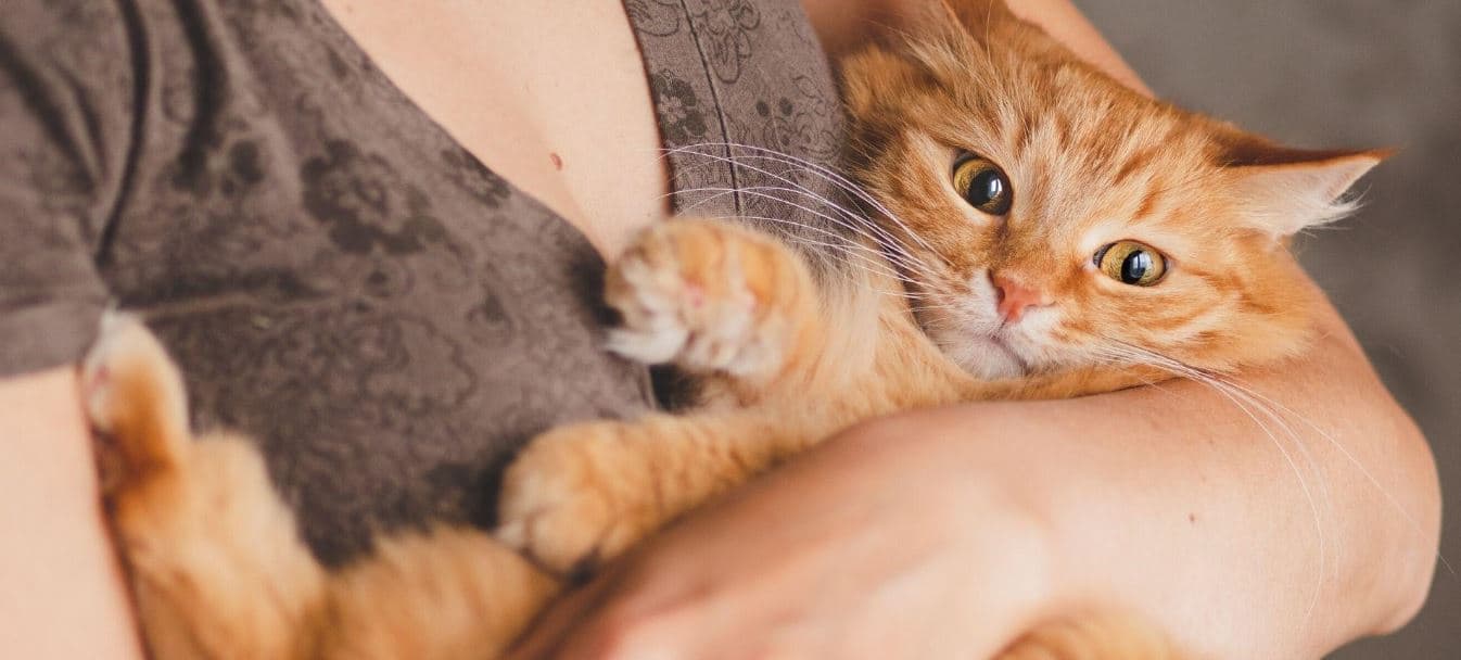 Holding Cat Cat being held by its parent