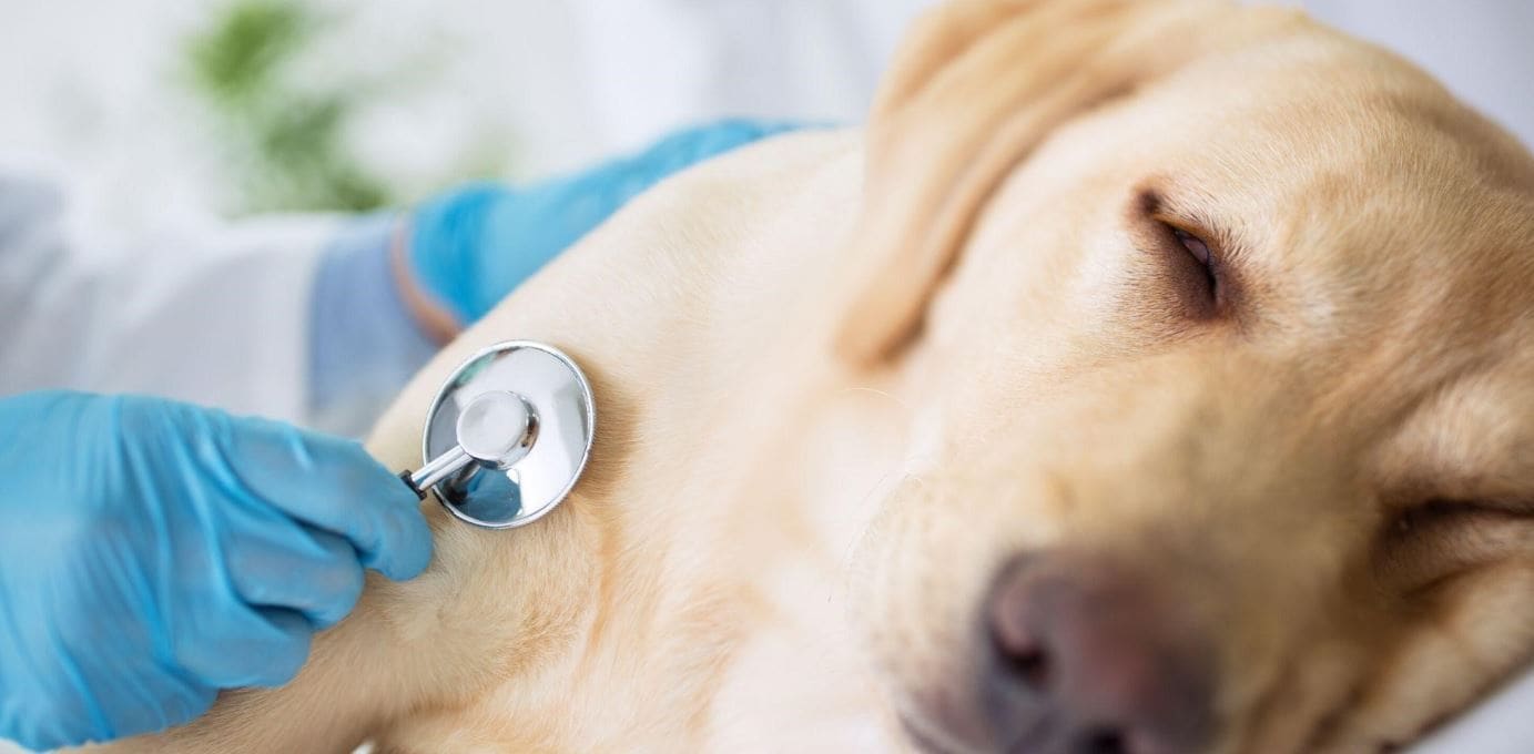 Lab Heart Beat Yellow Labrador at vet clinic