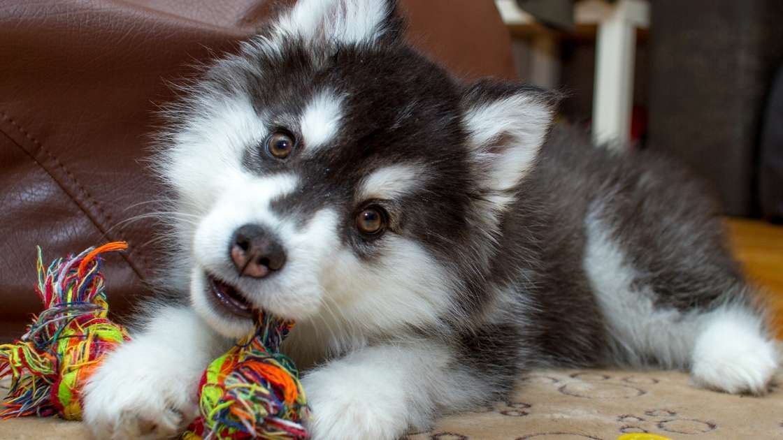Are Rope Toys Safe Husky puppy chewing on colored rope toy