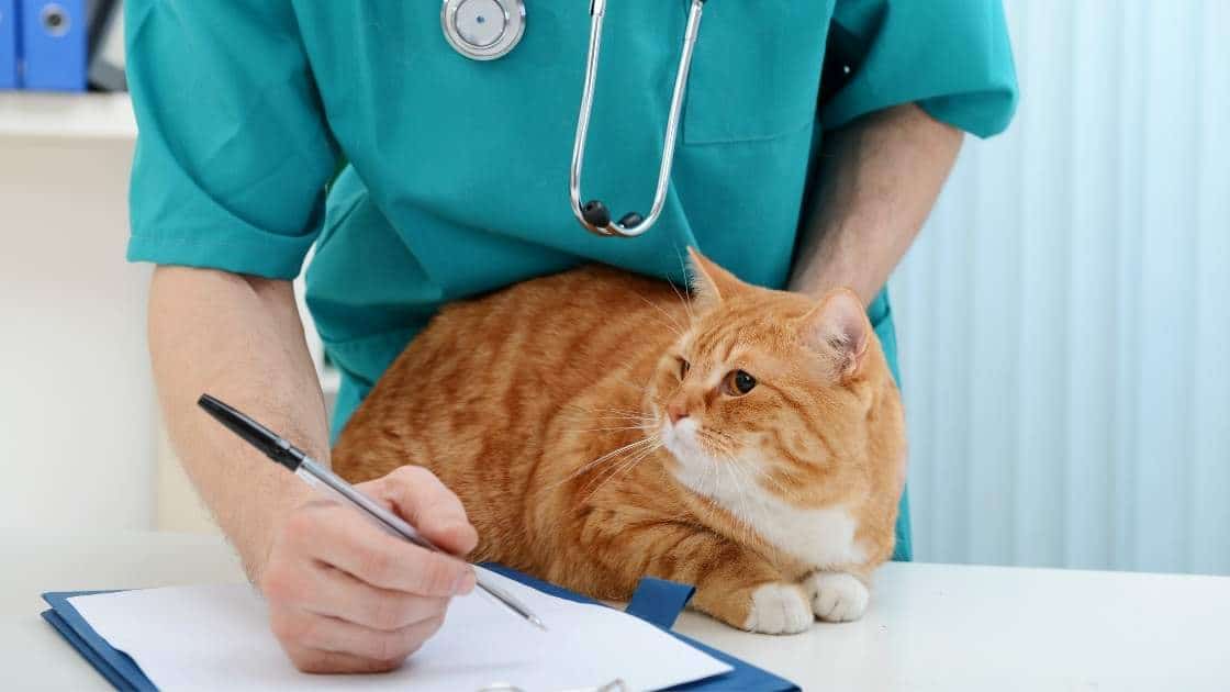 Cat At Vet Kidney Disease Orange cat at vet for check up