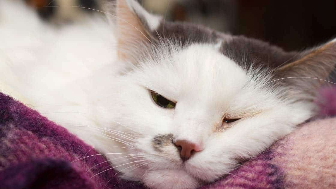 Lethargic Cat Suffering Tired and sick cat laying down