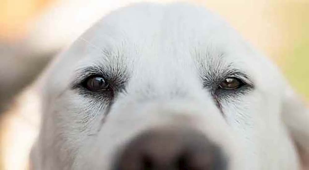 white dog close up of face