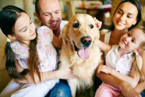 Dog being petted surrounded by family