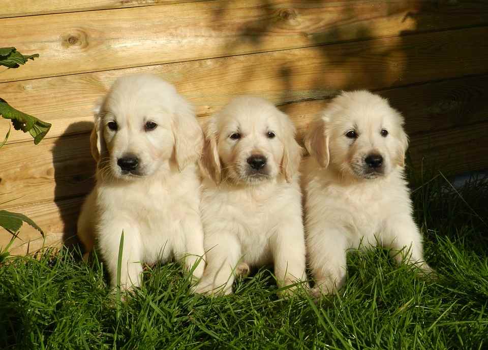 Three Golden Puppies on grass