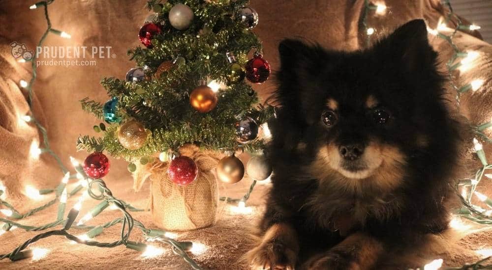 Christmas Tree and Dog Dog sits next to a Christmas tree