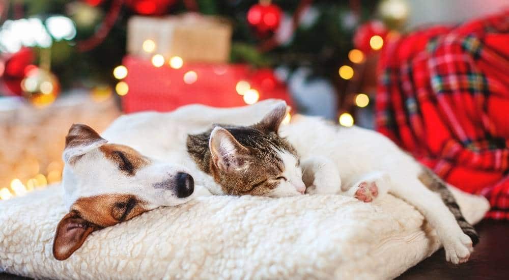 Dog and Cat Sleeping Dog and cat sleeping by a Christmas tree