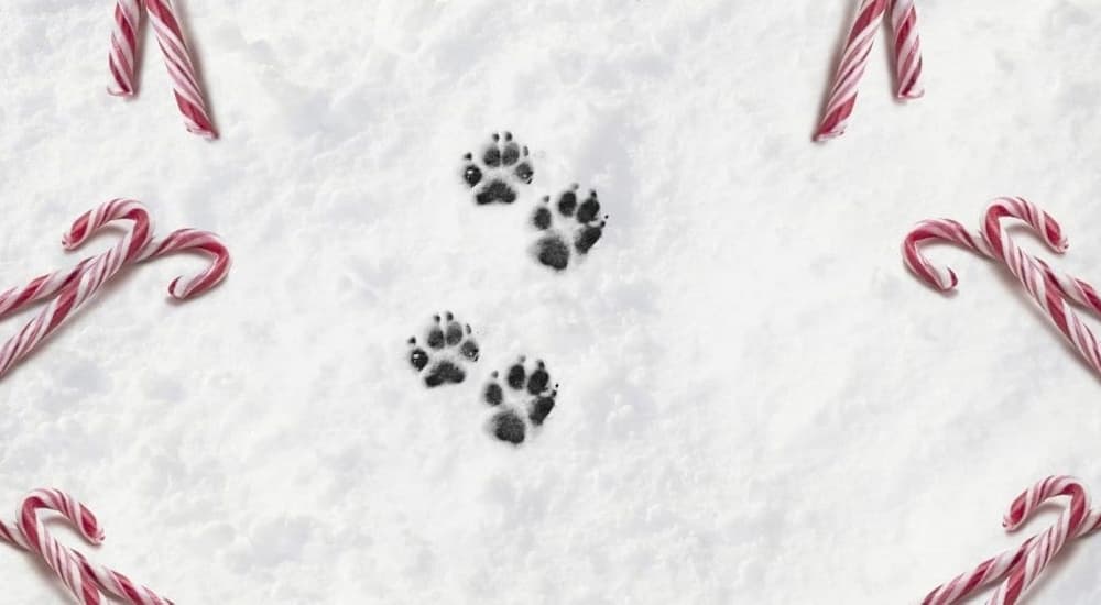 Dog's paw print on snow