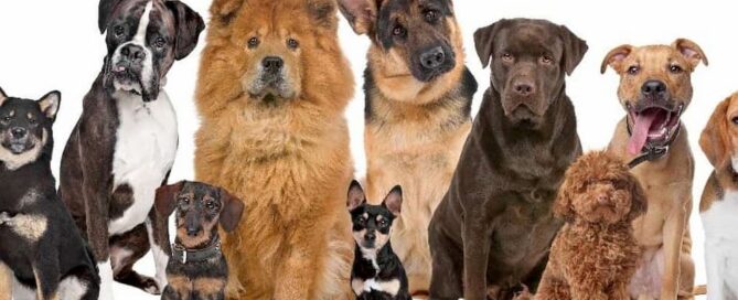 Dogs of different breads sitting in a row