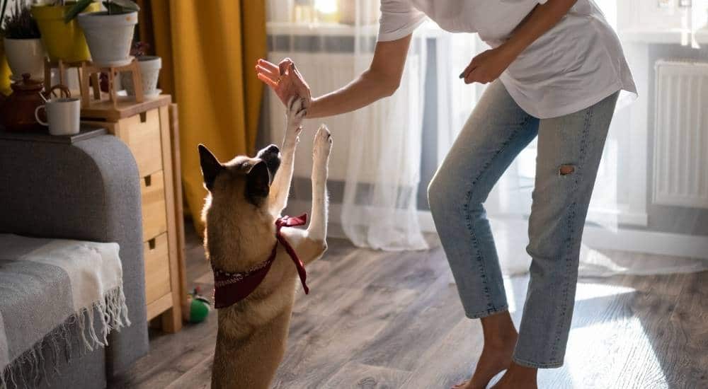 Paw Five Dog giving a paw five