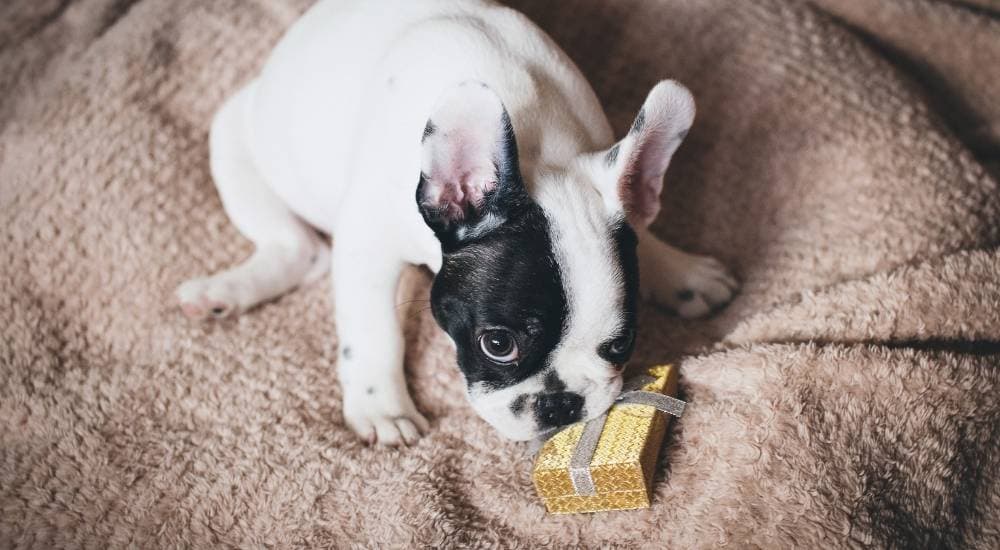 Pug Present Pug and Christmas present