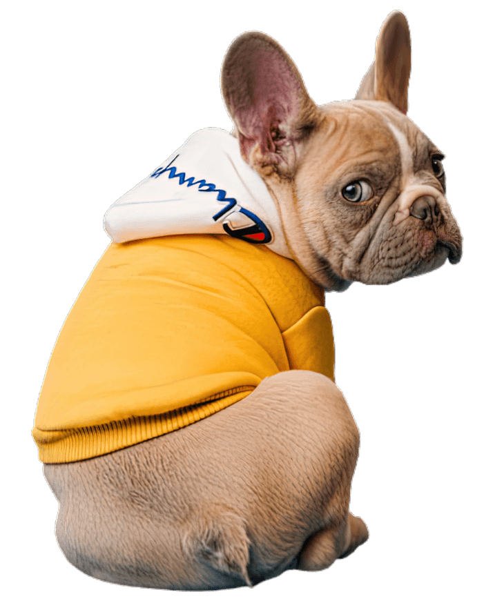 ChampionDogPhoto French bulldog